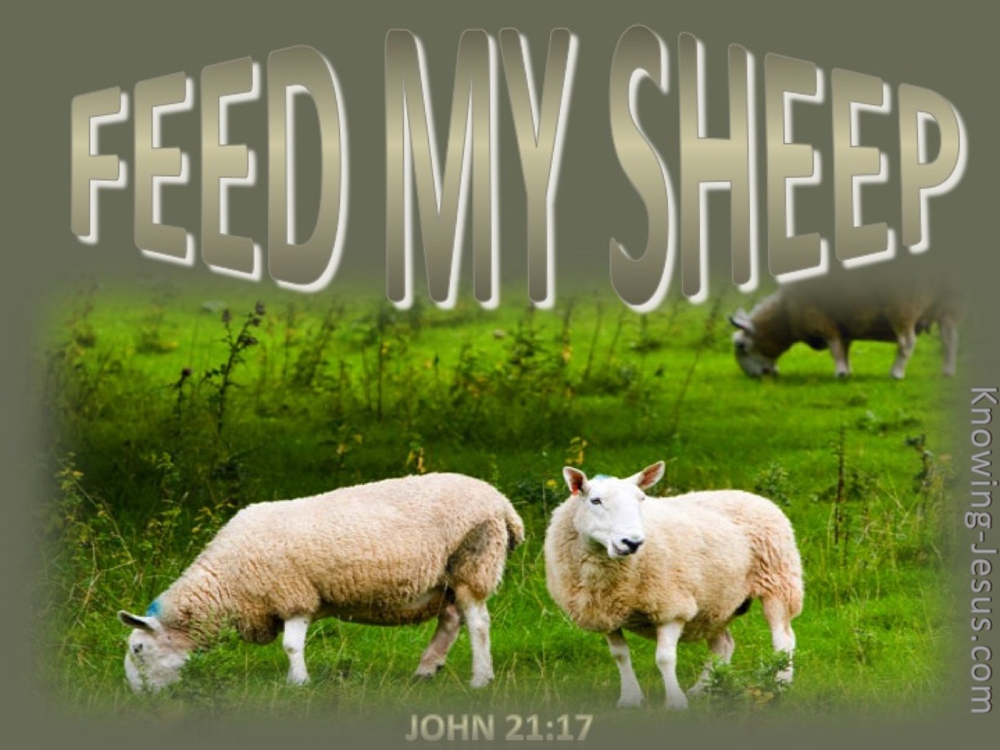 John 21:17 Feed My Sheep (beige)